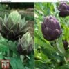 Globe Artichoke Duo 1 Globe Artichoke Duo -PlantHub Shop arti duo