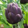 Globe Artichoke 'Purple Globe' -PlantHub Shop arti pur