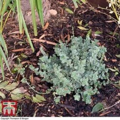 Decorative Bark 7 Decorative Bark -PlantHub Shop bark2