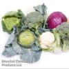 Keep Cropping Brassica Autumn Collection 2 Keep Cropping Brassica Autumn Collection -PlantHub Shop bras coll