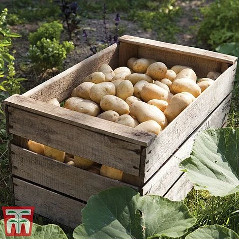 Potato 'T&M Favourites Collection' 6 Potato 'T&M Favourites Collection' - Image 4