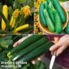 Courgette Collection 2 Courgette Collection -PlantHub Shop courg trio