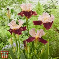 Iris Premium Collection -PlantHub Shop cran1