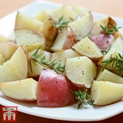 Potato 'T&M Favourites Collection' 20 Potato 'T&M Favourites Collection' -PlantHub Shop desir1