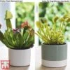 Carnivorous Plants Collection 1 Carnivorous Plants Collection -PlantHub Shop fly