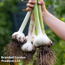 Garlic Trio Collection 9 Garlic Trio Collection -PlantHub Shop garlic c