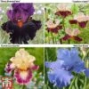 Iris Premium Collection -PlantHub Shop iris coll1
