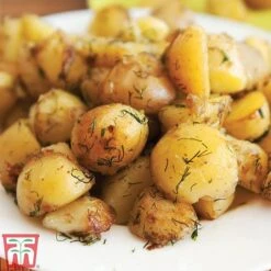 Potato 'T&M All Year Round Collection' 17 Potato 'T&M All Year Round Collection' -PlantHub Shop ladych