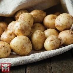 Potato 'T&M All Year Round Collection' 18 Potato 'T&M All Year Round Collection' -PlantHub Shop ladychr