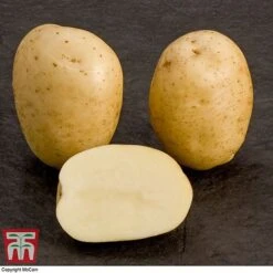 Potato 'T&M All Year Round Collection' 19 Potato 'T&M All Year Round Collection' -PlantHub Shop mcprem