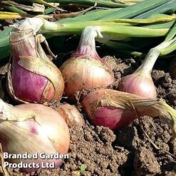 Onion Triple Pack (Spring) -PlantHub Shop onion keravil pink11