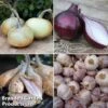 Onion, Garlic And Shallot Collection -PlantHub Shop onion1