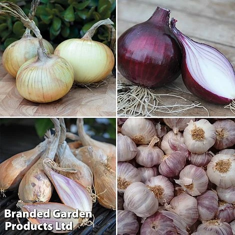 Onion, Garlic And Shallot Collection 3 Onion, Garlic And Shallot Collection