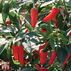 Chilli Pepper 'Apache' F1 Hybrid -PlantHub Shop pepp apach3