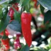 Chilli Pepper 'Apache' F1 Hybrid 1 Chilli Pepper 'Apache' F1 Hybrid -PlantHub Shop pepp apach4