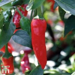 Chilli Pepper 'Apache' F1 Hybrid