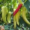 Chilli Pepper 'Hot Banana' 1 Chilli Pepper 'Hot Banana' -PlantHub Shop pepp chih