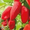 Sweet Pepper 'Snack Red' -PlantHub Shop pepp red