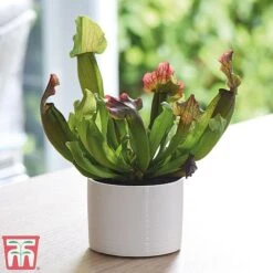 Carnivorous Plants Collection -PlantHub Shop pitcher