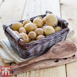 Potato 'T&M Favourites Collection' 25 Potato 'T&M Favourites Collection' -PlantHub Shop rocket5