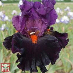Iris Premium Collection -PlantHub Shop sharp1