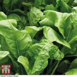 Front Page -PlantHub Shop spin perp