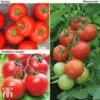 Tomato Gardeners Favourite Collection (Grafted) -PlantHub Shop toma gard