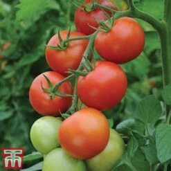 Tomato Gardeners Favourite Collection (Grafted) -PlantHub Shop toma gard2