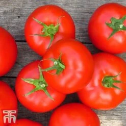 Tomato Gardeners Favourite Collection (Grafted) -PlantHub Shop toma gard3