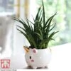 Unicorn Pot With Sanseviera 'Fernwood' Plant- Gift 1 Unicorn Pot With Sanseviera 'Fernwood' Plant- Gift -PlantHub Shop unicorn fern