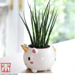 Unicorn Pot With Sanseviera 'Fernwood' Plant- Gift 7 Unicorn Pot With Sanseviera 'Fernwood' Plant- Gift -PlantHub Shop unicron fern2
