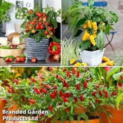 Vegetable Windowsill Collection