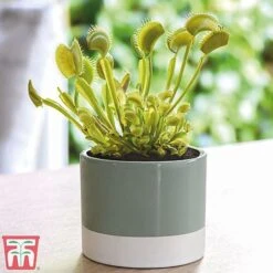Carnivorous Plants Collection -PlantHub Shop venus