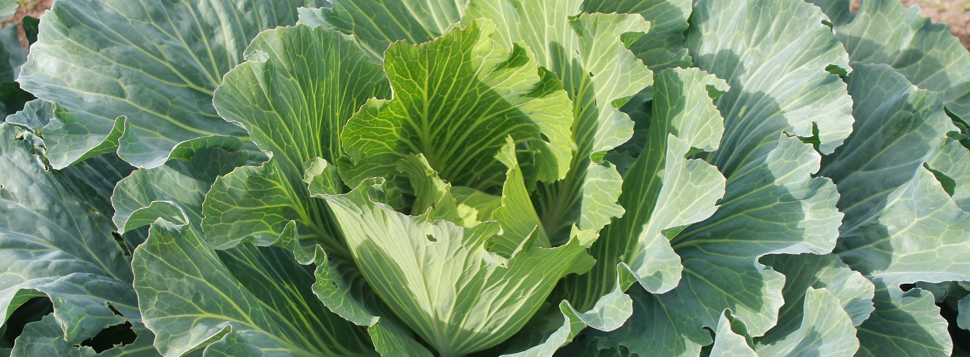 Front Page -PlantHub Shop banner877